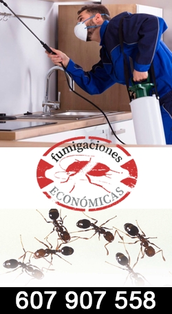 www.fumigacioneseconomicas.es